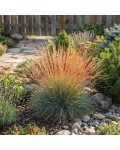 Festuca glauca Блуред у садовій композиції